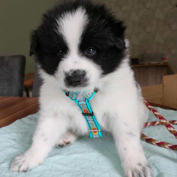 Baron von den Amseltaler Spitzen