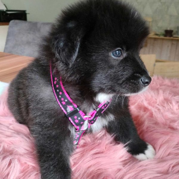 Bender von den Amseltaler Spitzen