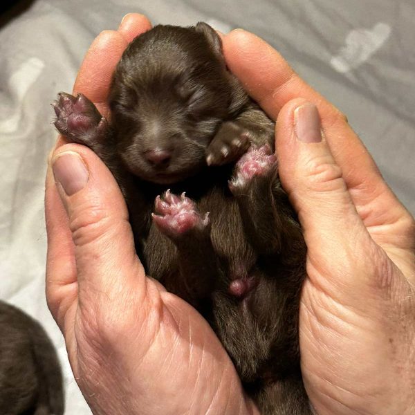 Rüde 03 von den Wendlandspitzen