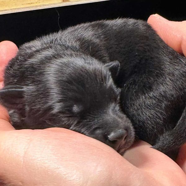 Rüde 02 von den Wendlandspitzen