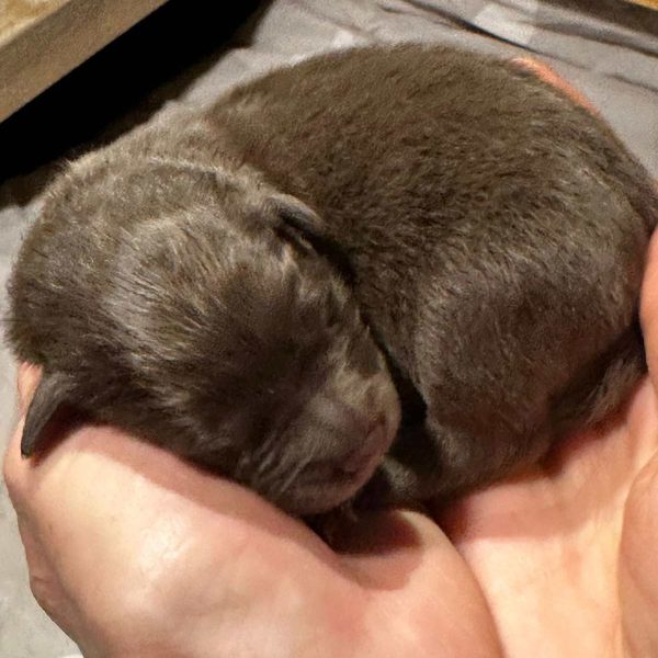 Rüde 01 von den Wendlandspitzen