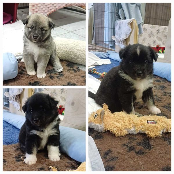 Welpen Islandhunde vom Maertenshof