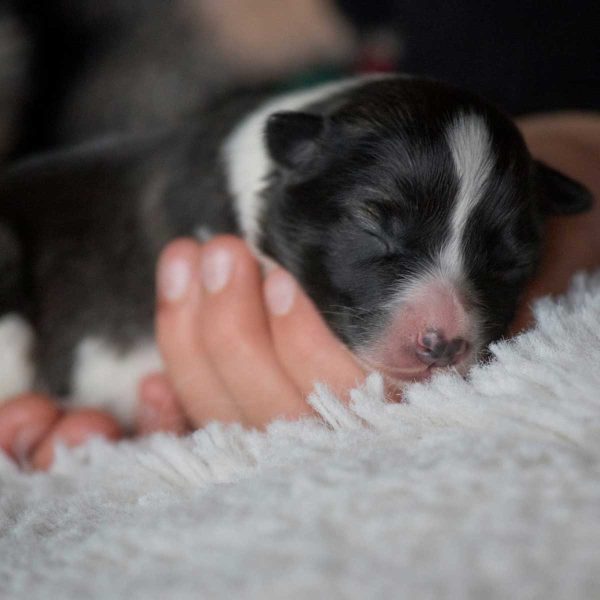 Die Welpen vom Hohenfels sind da!