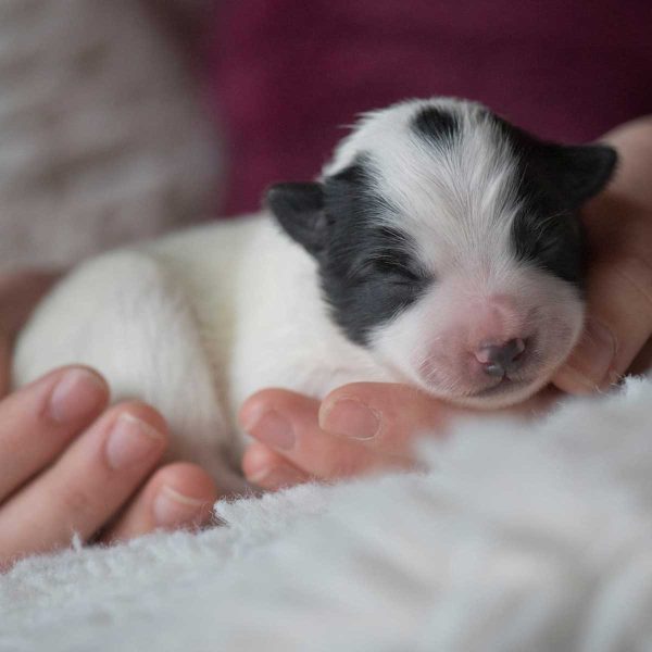 Die Welpen vom Hohenfels sind da!