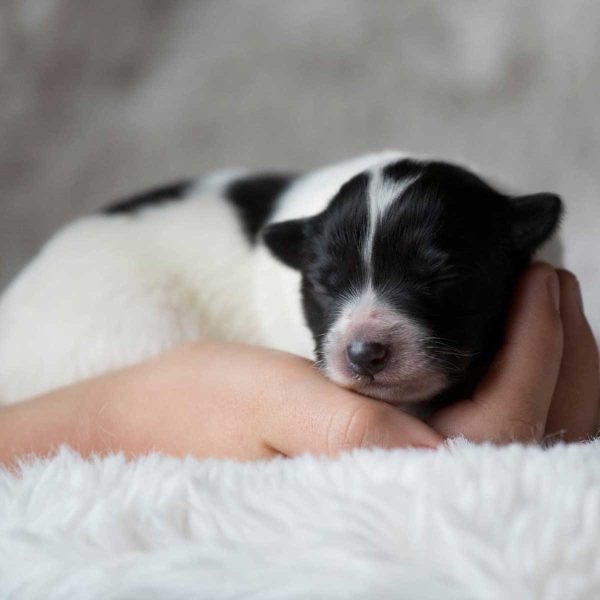 Die Welpen vom Hohenfels sind da!